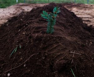 Las bases para un ecofuneral