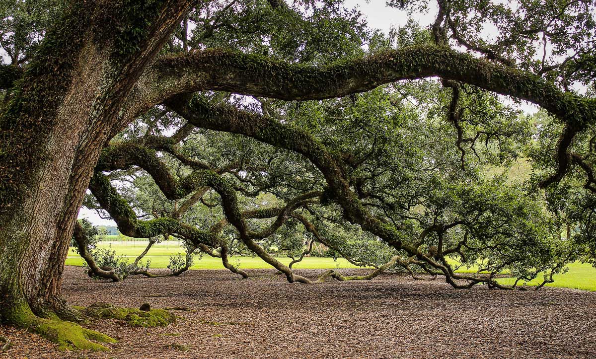 Cenizas transformadas en árbol