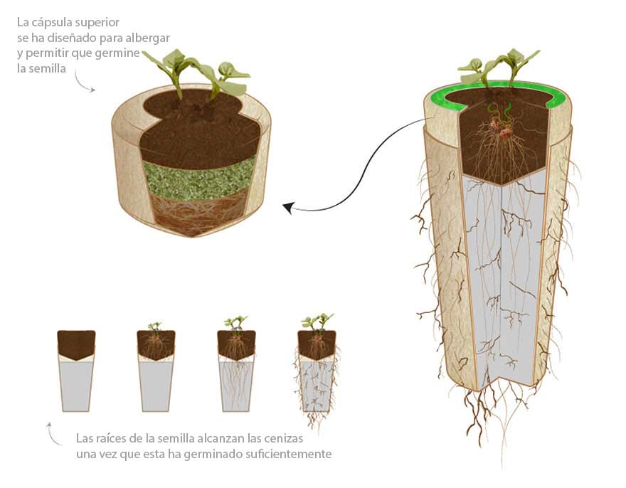 Transformar las cenizas en un árbol - ECOfunerales