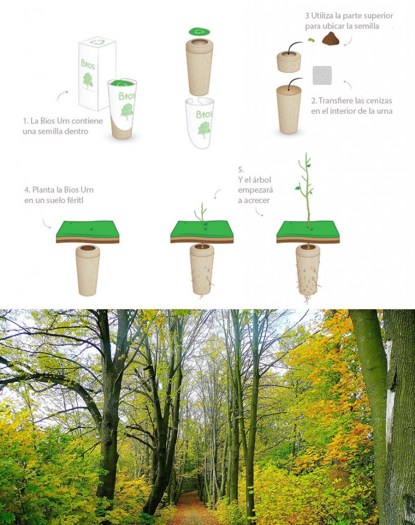 Transformar las cenizas en un árbol - ECOfunerales