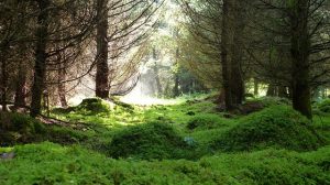 cambiar vision de la muerte ecofunerales