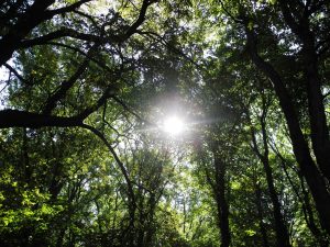 celebrar muerte ecofunerales