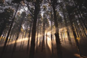 Bosques del recuerdo, una alternativa sostenible para depositar las cenizas