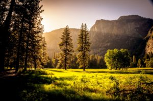 ¿Qué impacto tienen las cenizas en la naturaleza?